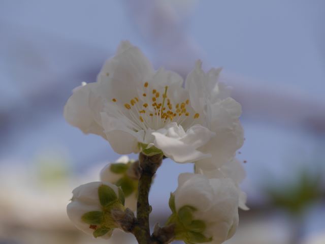 古河桃まつり_f0144003_03515224.jpg