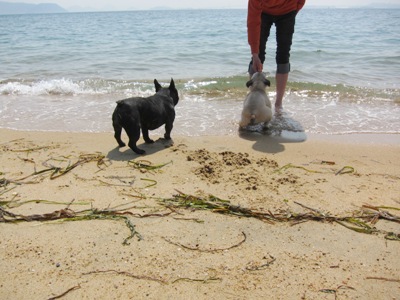 ノア&なっちと初めての海へ_b0122805_1831935.jpg