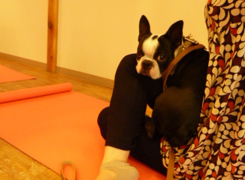 桜のまとめとDOG YOGA_e0131506_19155871.jpg