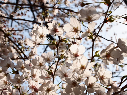 桜のまとめとDOG YOGA_e0131506_195649.jpg