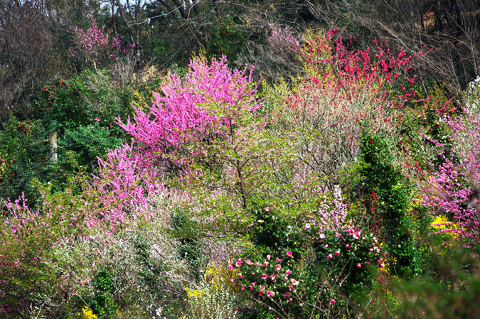 栃木に花見山あり　大柿花山2_a0263109_15103694.jpg