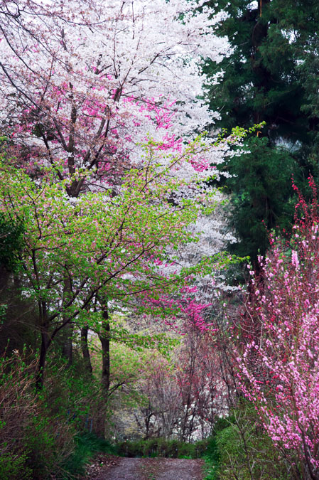 栃木に花見山あり　大柿花山2_a0263109_15885.jpg