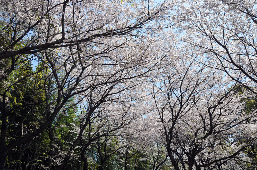 福女短・福岡国際大の桜 2014_a0042310_11403276.jpg