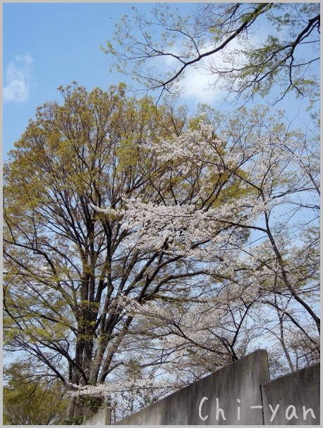 e0219011_201514.jpg