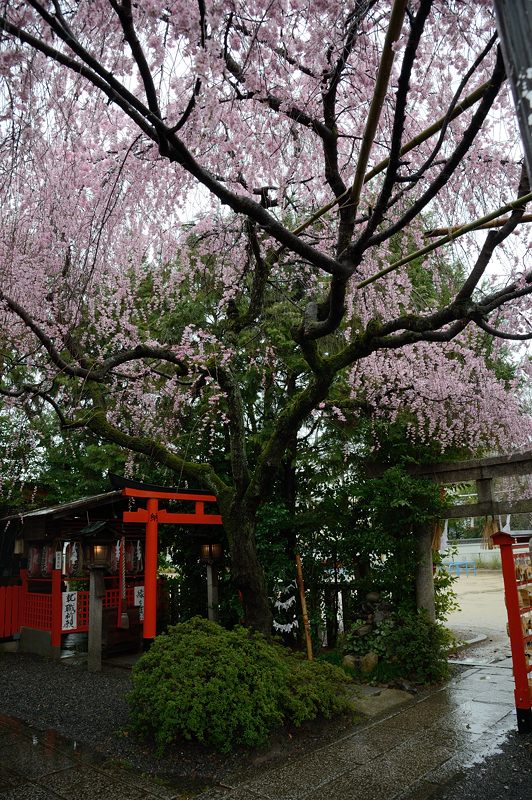 雨の枝垂れ巡り 其の五・水火天満宮_f0032011_1952214.jpg
