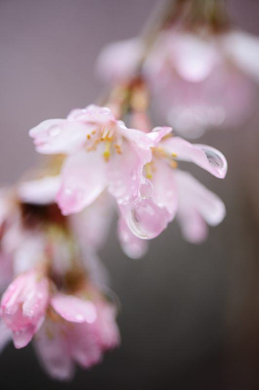 雨の枝垂れ巡り 其の五・水火天満宮_f0032011_1954261.jpg