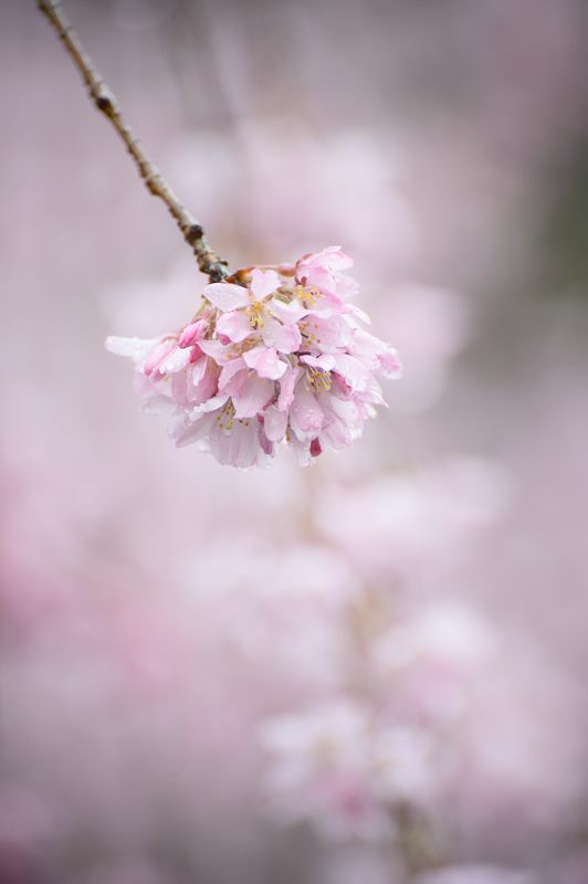雨の枝垂れ巡り 其の五・水火天満宮_f0032011_1954361.jpg