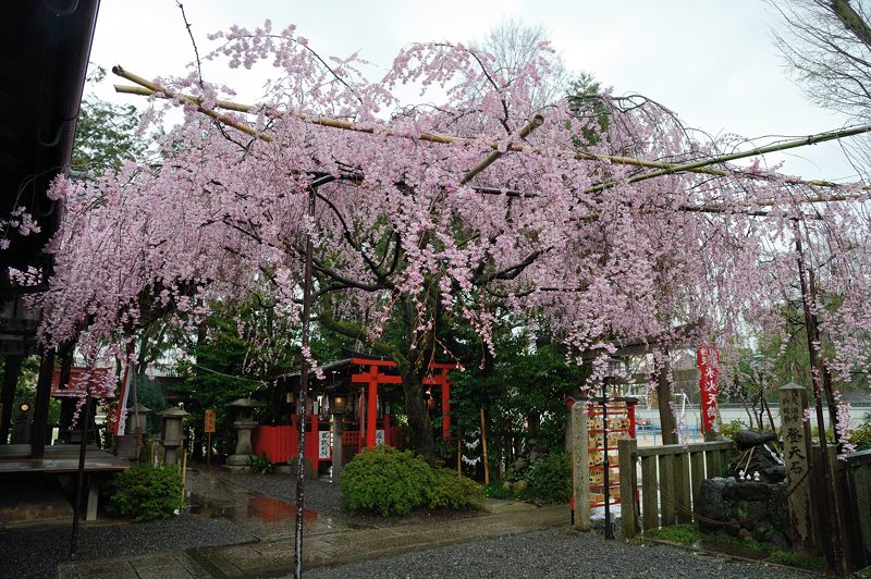 雨の枝垂れ巡り 其の五・水火天満宮_f0032011_19545677.jpg