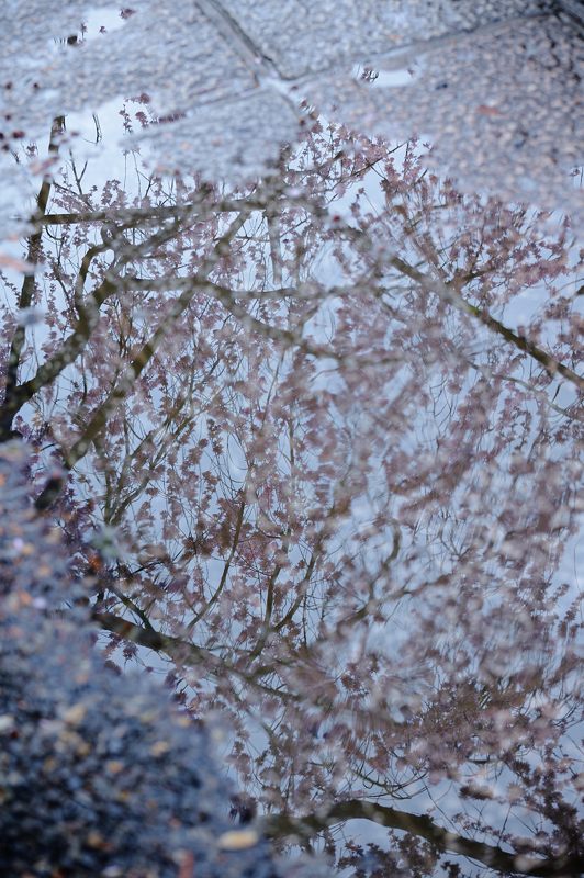 雨の枝垂れ巡り 其の五・水火天満宮_f0032011_1955690.jpg