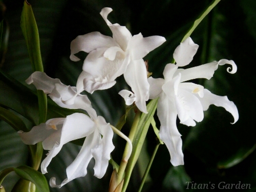 Coelogyne cristata forma. hololeuca \'Pure White\'_b0099813_6445548.jpg