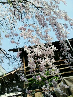 垂れ桜_d0049817_11160945.jpg