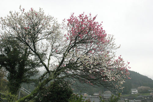 2014桜陶祭ご来店ありがとうございました　-　　　　　　　　　　　　　　　Thank you for　coming_b0253918_11424021.jpg