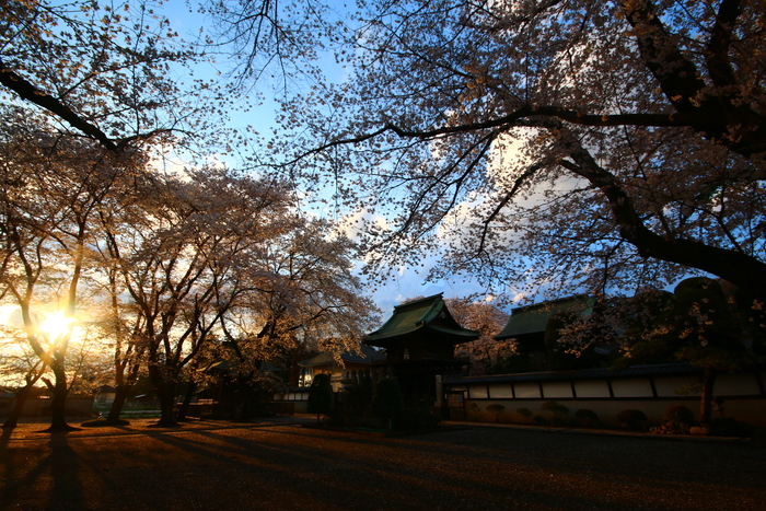 桜咲いているかな？_f0229919_21344495.jpg