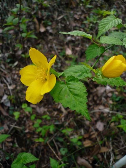 a0284820_8164620.jpg