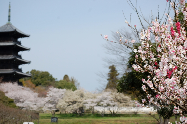 春のソロツー　椿のお寺　圀勝寺へ向かう_f0248120_19402360.jpg