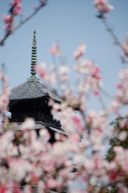 春のソロツー　椿のお寺　圀勝寺へ向かう_f0248120_19403881.jpg