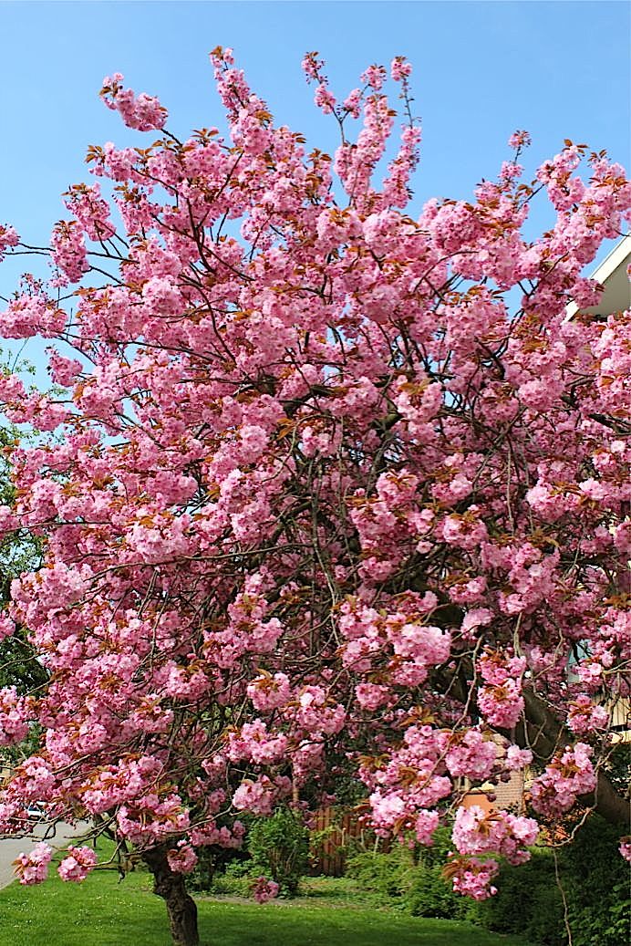 b0171423_5205128.jpg