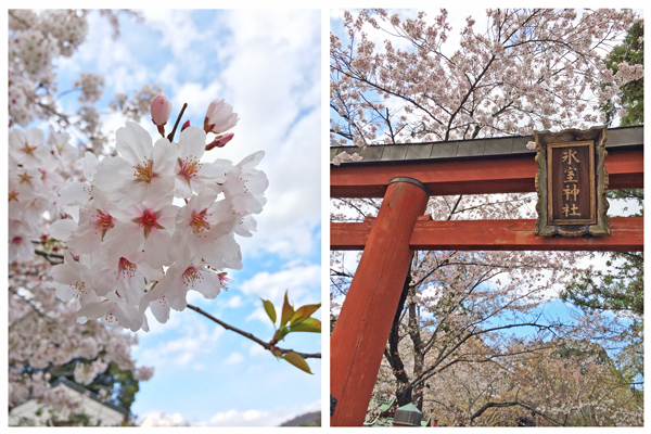 ほうれん草のおから和え炒め 奈良の桜と鹿さん♪_c0103827_17533686.jpg