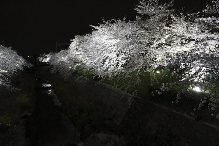 Cherry blossoms by night 2014_f0253927_20235159.jpg
