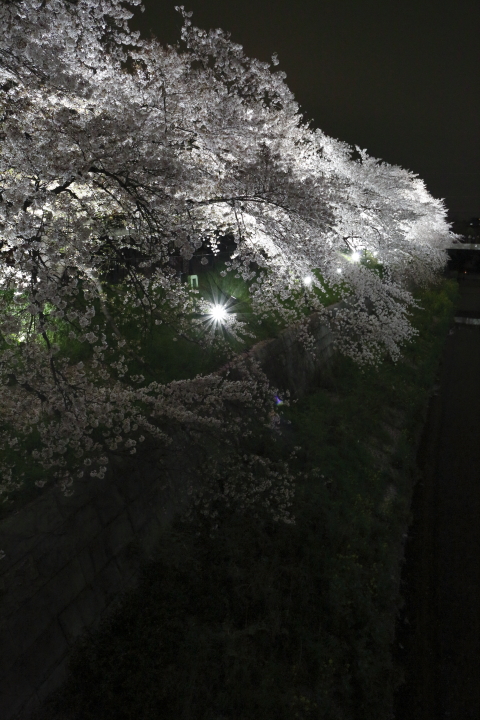 Cherry blossoms by night 2014_f0253927_20241640.jpg