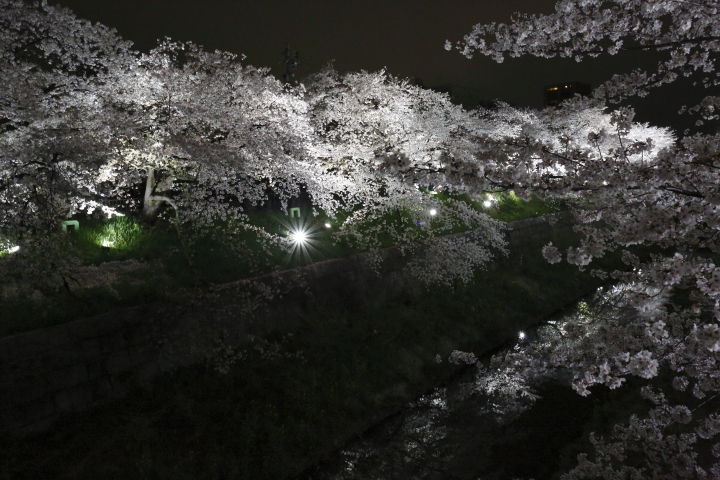 Cherry blossoms by night 2014_f0253927_20242938.jpg