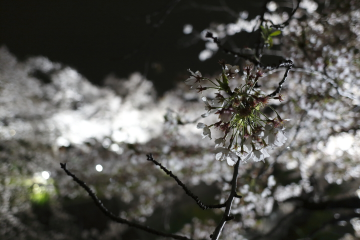 Cherry blossoms by night 2014_f0253927_2024447.jpg