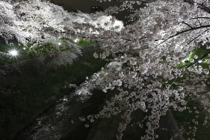 Cherry blossoms by night 2014_f0253927_2024472.jpg