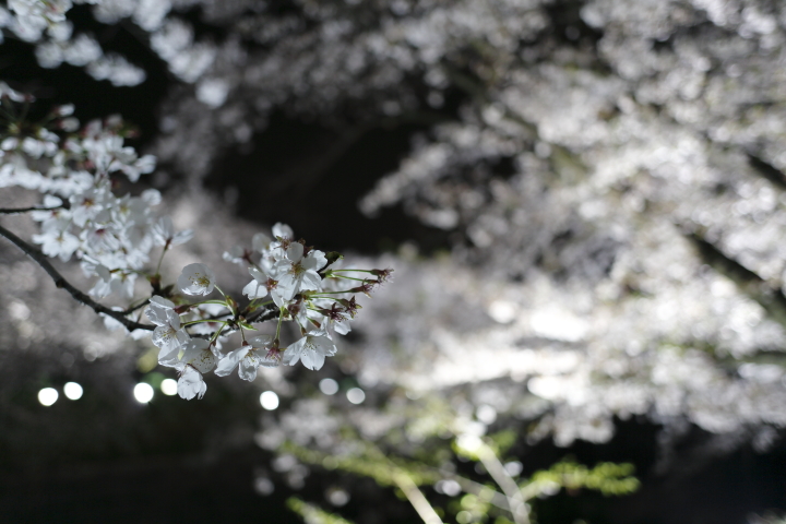 Cherry blossoms by night 2014_f0253927_2025262.jpg