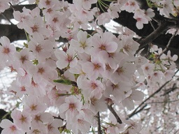 トゲあるもの言い Akiの雑感