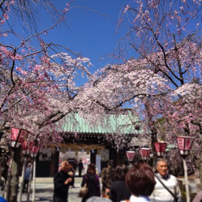 お花見_a0246432_1446765.jpg