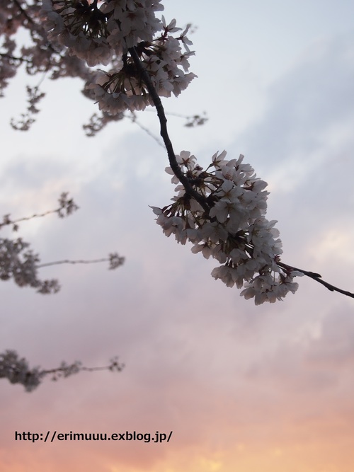 桜 と 朝ごはん_b0290133_1264743.jpg