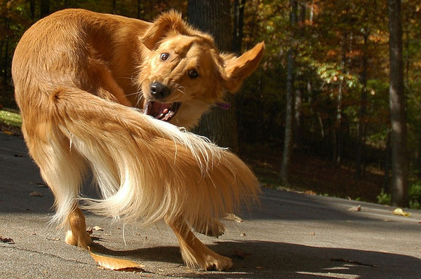 叶わぬ夢 自分の尻尾を追う犬の気持ち Iinu Blog 叶わぬ夢 自分の尻尾を追う犬の気持ち Iinu Blog