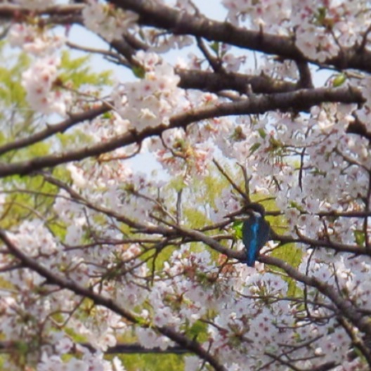 桜の奇跡_a0117440_2371771.jpg