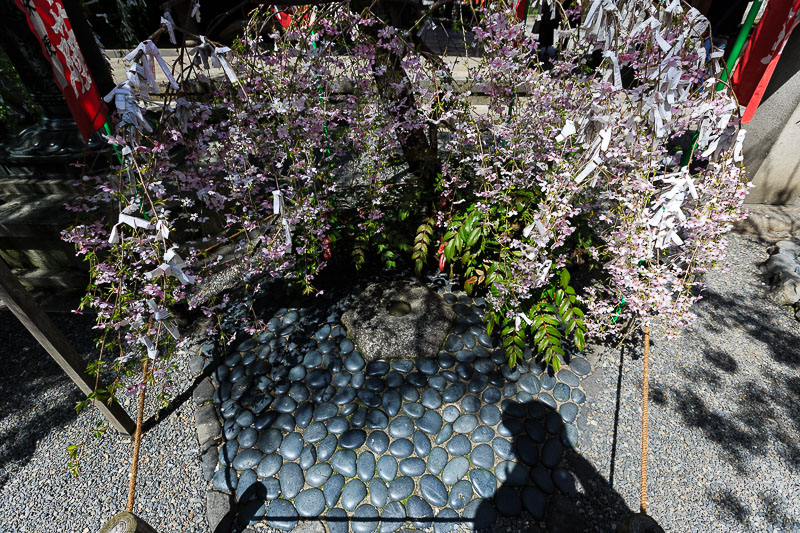 六角堂（紫雲山頂法寺）の枝垂れ桜_b0325840_22311403.jpg