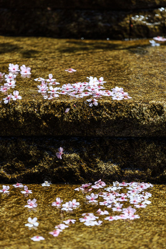 六角堂（紫雲山頂法寺）の枝垂れ桜_b0325840_22315808.jpg