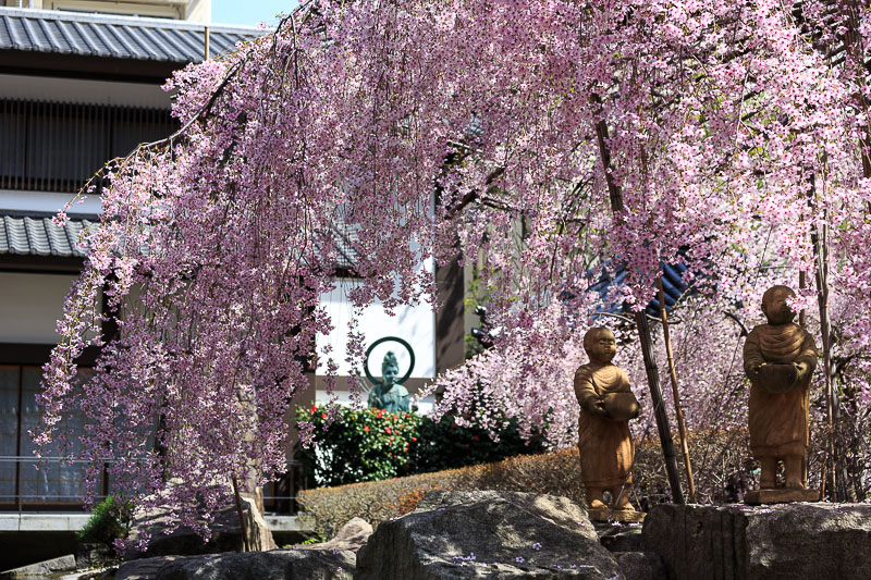 六角堂（紫雲山頂法寺）の枝垂れ桜_b0325840_22323420.jpg