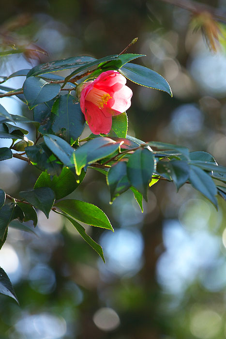 c0067040_22545177.jpg