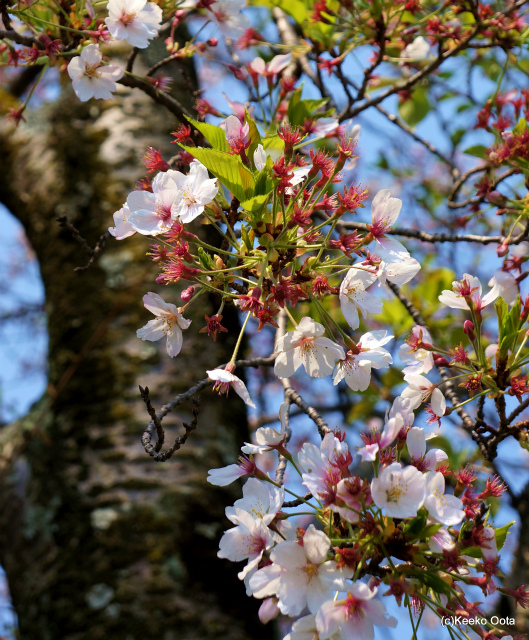 天理での桜_d0052340_17131493.jpg