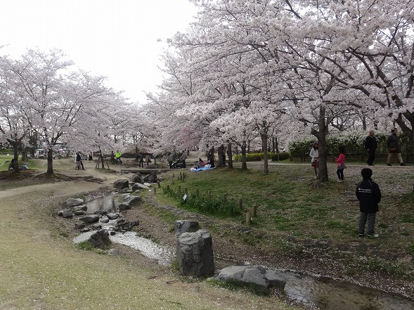 けいはんな記念公園の桜 彩の気まぐれ写真