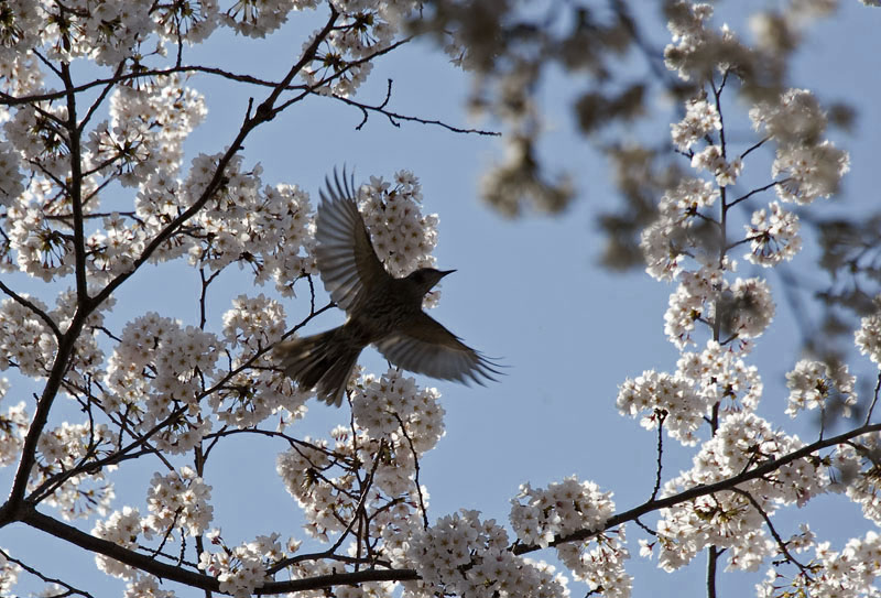 満開の桜Ⅱ_f0089349_2125010.jpg