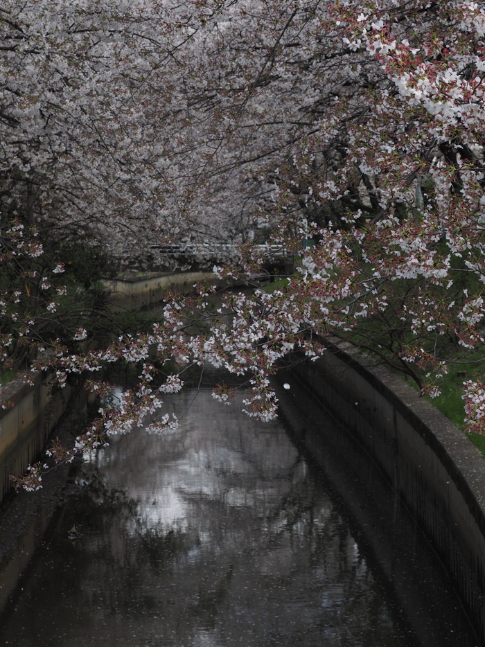 荒川水循環水路の桜-1　　　030)_c0068050_2332898.jpg