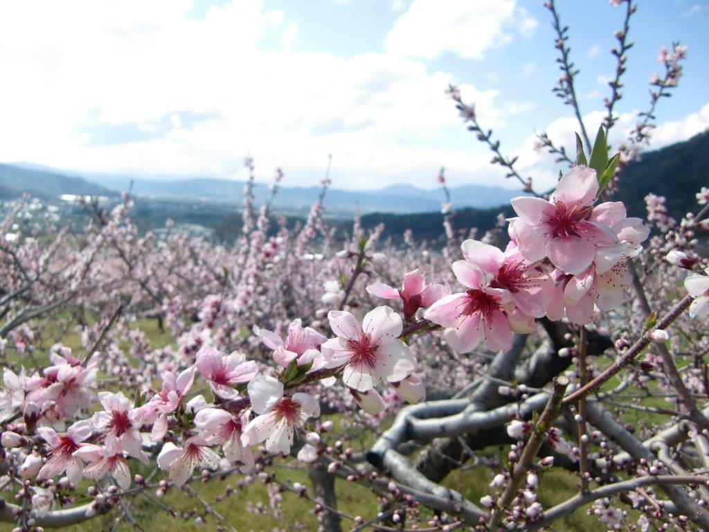 『あんず祭り』 あんずdeお花見*_f0320754_19493962.jpg