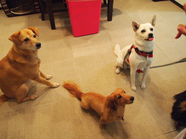 c0299657_1136276.jpg