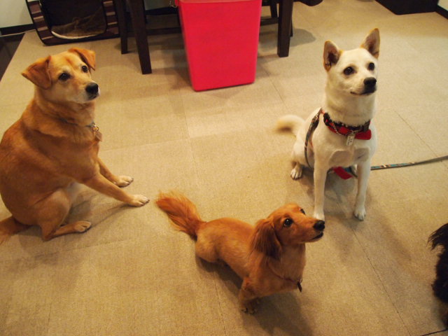 c0299657_11371077.jpg