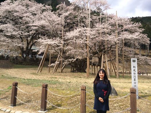 さくら名所100選の地　国指定天然記念物 根尾谷淡墨桜_f0109257_16465341.jpg