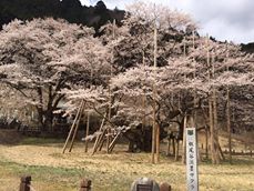 さくら名所100選の地　国指定天然記念物 根尾谷淡墨桜_f0109257_16472194.jpg