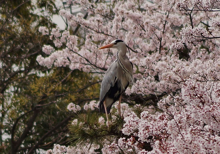 深田池公園の桜と鷲_b0063958_1913492.jpg