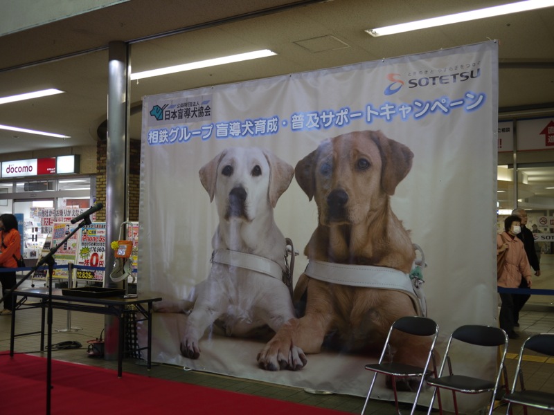 盲導犬ふれあいフェスタ_f0171559_10324065.jpg