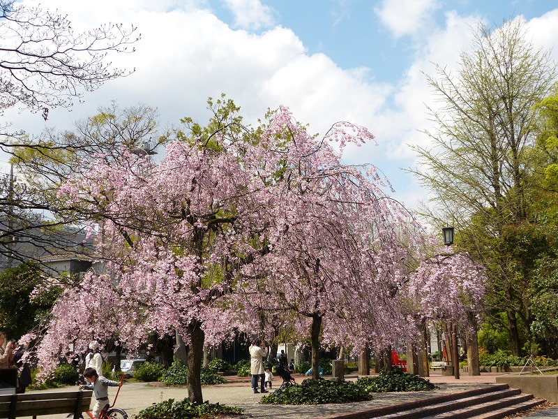 清澄庭園 満開の大島桜 撮り留め日記