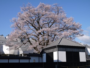 桜が咲いた♪_f0321567_10384925.jpg